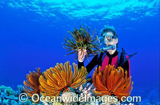 Scuba Diver observing Feather Stars (Oxycomanthus bennetti). Also known as Crinoids. Great Barrier Reef, Queensland, Australia Photo - Gary Bell