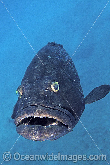 Black Cod Epinephelus daemelii photo