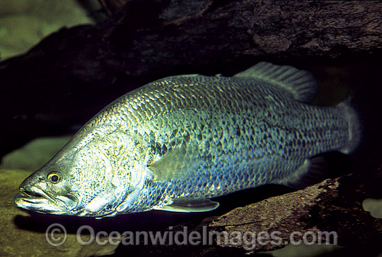Estuarine Barramundi (Lates calcarifer). Tropical Australian Waters. Prized commercial eating fish. Photo - Gary Bell