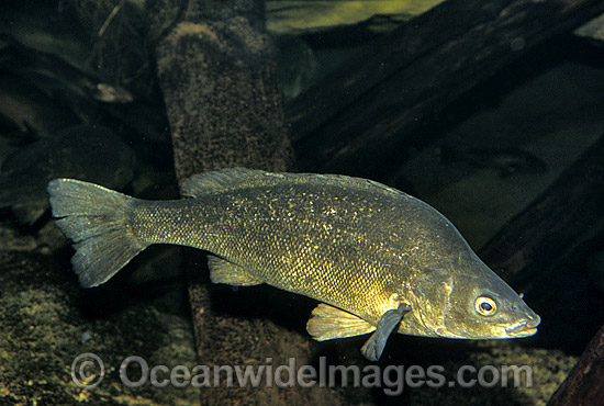 Estuarine Barramundi (Lates calcarifer). Tropical Australian Waters. Prized commercial eating fish. Photo - Gary Bell Estuarine Barramundi (Lates calcarifer). Tropical Australian Waters. Prized commercial eating fish. Photo - Gary Bell