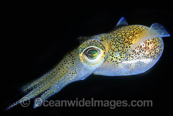 Southern Dumpling Squid Euprymna tasmanica photo Southern Dumpling Squid Euprymna tasmanica photo