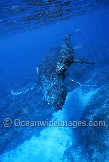 Humpback Whale mother with calf underwater photo Humpback Whale mother with calf underwater photo