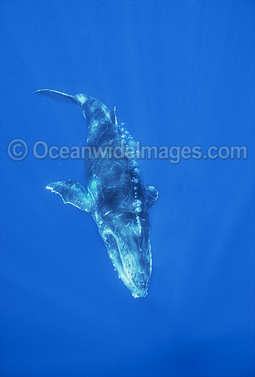 Humpback Whale calf underwater photo Humpback Whale calf underwater photo