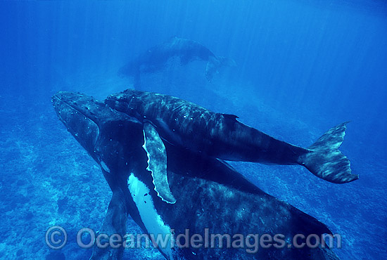Humpback Whale mother calf underwater photo Humpback Whale mother calf underwater photo