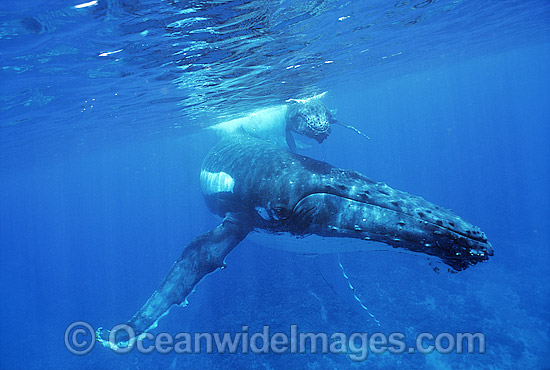 Humpback Whale (Megaptera novaeangliae) - mother with calf underwater. Found throughout the world's oceans in both tropical and polar areas, depending on the season. Classified Vulnerable on the 2000 IUCN Red List. Photo - Gary Bell Humpback Whale (Megaptera novaeangliae) - mother with calf underwater. Found throughout the world's oceans in both tropical and polar areas, depending on the season. Classified Vulnerable on the 2000 IUCN Red List. Photo - Gary Bell