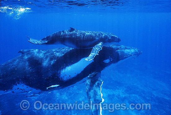 Humpback Whale mother with calf underwater photo Humpback Whale mother with calf underwater photo