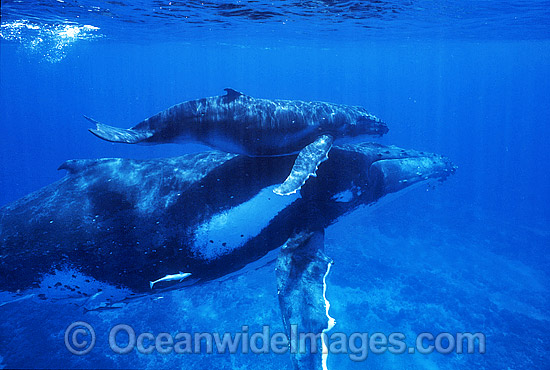 Humpback Whale mother with calf underwater photo