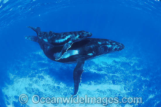 Humpback Whale (Megaptera novaeangliae) - mother with calf underwater. Found throughout the world's oceans in both tropical and polar areas, depending on the season. Classified Vulnerable on the 2000 IUCN Red List. Photo - Gary Bell Humpback Whale (Megaptera novaeangliae) - mother with calf underwater. Found throughout the world's oceans in both tropical and polar areas, depending on the season. Classified Vulnerable on the 2000 IUCN Red List. Photo - Gary Bell