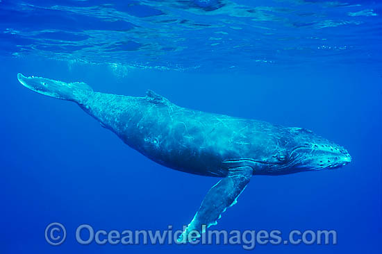 Humpback Whale (Megaptera novaeangliae) - calf underwater. Found throughout the world's oceans in both tropical and polar areas, depending on the season. Classified Vulnerable on the 2000 IUCN Red List. Photo - Gary Bell Humpback Whale (Megaptera novaeangliae) - calf underwater. Found throughout the world's oceans in both tropical and polar areas, depending on the season. Classified Vulnerable on the 2000 IUCN Red List. Photo - Gary Bell