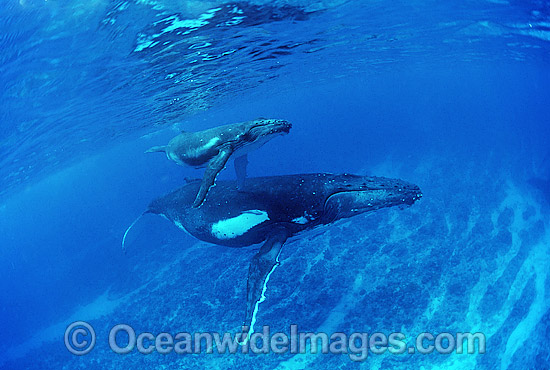 Humpback Whale (Megaptera novaeangliae) - mother with calf underwater. Found throughout the world's oceans in both tropical and polar areas, depending on the season. Classified as Vulnerable on the 2000 IUCN Red List. Photo - Gary Bell Humpback Whale (Megaptera novaeangliae) - mother with calf underwater. Found throughout the world's oceans in both tropical and polar areas, depending on the season. Classified as Vulnerable on the 2000 IUCN Red List. Photo - Gary Bell