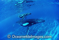 Humpback Whale mother with calf underwater Photo - Gary Bell