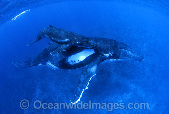 Humpback Whale (Megaptera novaeangliae) - mother with calf underwater. Found throughout the world's oceans in both tropical and polar areas, depending on the season. Classified as Vulnerable on the 2000 IUCN Red List. Photo - Gary Bell Humpback Whale (Megaptera novaeangliae) - mother with calf underwater. Found throughout the world's oceans in both tropical and polar areas, depending on the season. Classified as Vulnerable on the 2000 IUCN Red List. Photo - Gary Bell