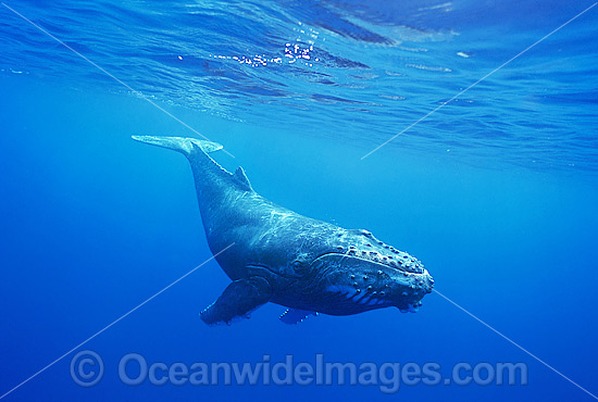 Humpback Whale (Megaptera novaeangliae) - calf underwater. Found throughout the world's oceans in both tropical and polar areas, depending on the season. Classified Vulnerable on the 2000 IUCN Red List. Photo - Gary Bell
