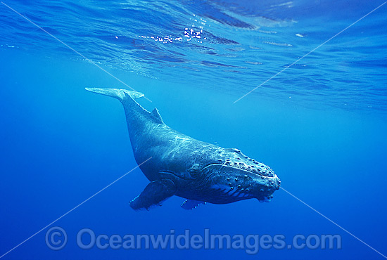 Humpback Whale (Megaptera novaeangliae) - calf underwater. Found throughout the world's oceans in both tropical and polar areas, depending on the season. Classified Vulnerable on the 2000 IUCN Red List. Photo - Gary Bell Humpback Whale (Megaptera novaeangliae) - calf underwater. Found throughout the world's oceans in both tropical and polar areas, depending on the season. Classified Vulnerable on the 2000 IUCN Red List. Photo - Gary Bell