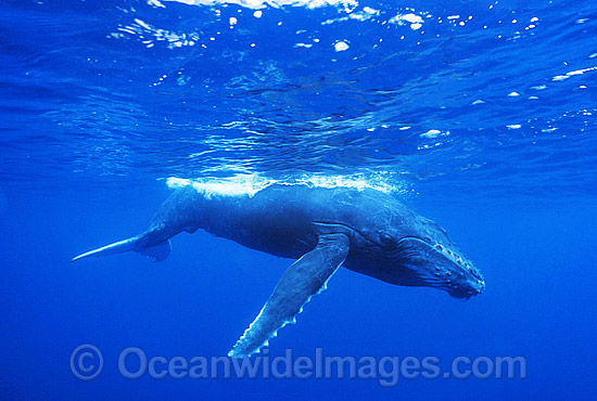 Humpback Whale (Megaptera novaeangliae) - calf underwater. Found throughout the world's oceans in both tropical and polar areas, depending on the season. Classified as Vulnerable on the 2000 IUCN Red List. Photo - Gary Bell Humpback Whale (Megaptera novaeangliae) - calf underwater. Found throughout the world's oceans in both tropical and polar areas, depending on the season. Classified as Vulnerable on the 2000 IUCN Red List. Photo - Gary Bell