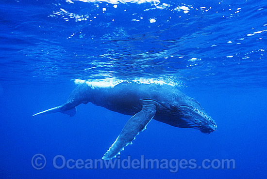 Humpback Whale calf underwater photo