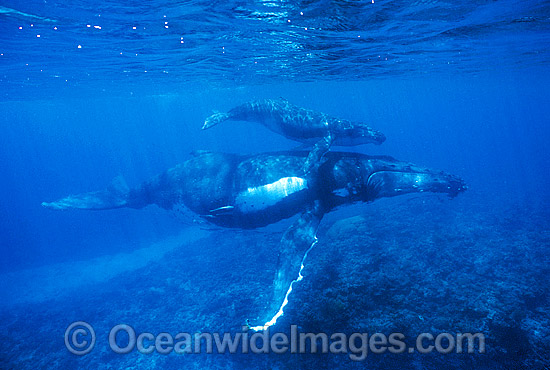Humpback Whale (Megaptera novaeangliae) - mother with calf underwater. Found throughout the world's oceans in both tropical and polar areas, depending on the season. Classified as Vulnerable on the 2000 IUCN Red List. Humpback Whale (Megaptera novaeangliae) - mother with calf underwater. Found throughout the world's oceans in both tropical and polar areas, depending on the season. Classified as Vulnerable on the 2000 IUCN Red List.