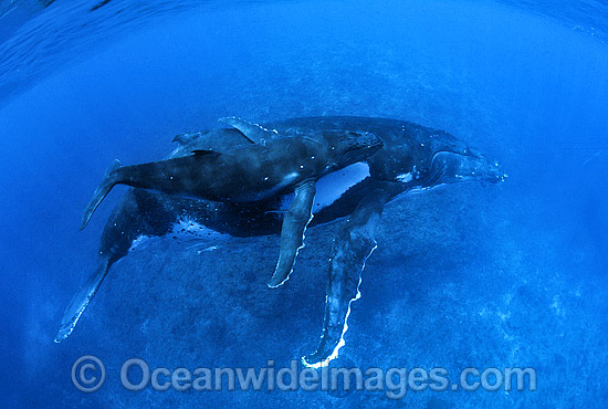 Humpback Whale (Megaptera novaeangliae) - mother with calf underwater. Found throughout the world's oceans in both tropical and polar areas, depending on the season. Classified as Vulnerable on the 2000 IUCN Red List. Photo - Gary Bell Humpback Whale (Megaptera novaeangliae) - mother with calf underwater. Found throughout the world's oceans in both tropical and polar areas, depending on the season. Classified as Vulnerable on the 2000 IUCN Red List. Photo - Gary Bell