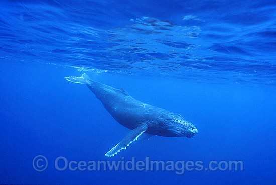 Humpback Whale (Megaptera novaeangliae) - calf underwater. Found throughout the world's oceans in both tropical and polar areas, depending on the season. Classified as Vulnerable on the 2000 IUCN Red List. Photo - Gary Bell Humpback Whale (Megaptera novaeangliae) - calf underwater. Found throughout the world's oceans in both tropical and polar areas, depending on the season. Classified as Vulnerable on the 2000 IUCN Red List. Photo - Gary Bell