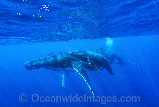 Humpback Whale (Megaptera novaeangliae) - mother with calf underwater. Found throughout the world's oceans in both tropical and polar areas, depending on the season. Classified as Vulnerable on the 2000 IUCN Red List. Photo - Gary Bell Humpback Whale (Megaptera novaeangliae) - mother with calf underwater. Found throughout the world's oceans in both tropical and polar areas, depending on the season. Classified as Vulnerable on the 2000 IUCN Red List. Photo - Gary Bell