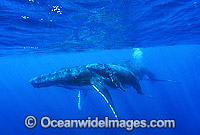 Humpback Whale mother with calf underwater Photo - Gary Bell