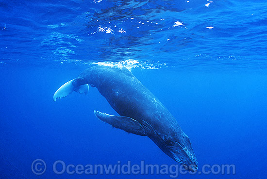 Humpback Whale calf underwater photo