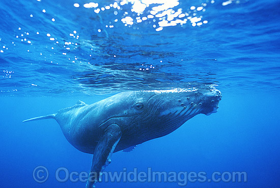 Humpback Whale calf underwater photo