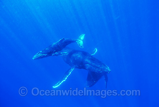 Humpback Whale (Megaptera novaeangliae) - mother and calf underwater with escort. Found throughout the world's oceans in both tropical and polar areas, depending on the season. Classified as Vulnerable on the 2000 IUCN Red List. Photo - Gary Bell Humpback Whale (Megaptera novaeangliae) - mother and calf underwater with escort. Found throughout the world's oceans in both tropical and polar areas, depending on the season. Classified as Vulnerable on the 2000 IUCN Red List. Photo - Gary Bell