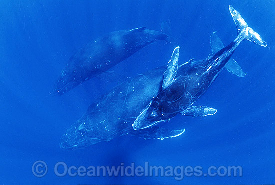 Humpback Whale (Megaptera novaeangliae) - mother and calf underwater with escort. Found throughout the world's oceans in both tropical and polar areas, depending on the season. Classified as Vulnerable on the 2000 IUCN Red List. Photo - Gary Bell Humpback Whale (Megaptera novaeangliae) - mother and calf underwater with escort. Found throughout the world's oceans in both tropical and polar areas, depending on the season. Classified as Vulnerable on the 2000 IUCN Red List. Photo - Gary Bell