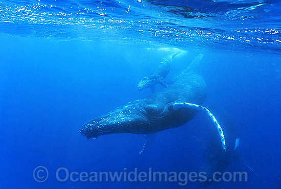 Humpback Whale (Megaptera novaeangliae) - mother with calf underwater. Found throughout the world's oceans in both tropical and polar areas, depending on the season. Classified as Vulnerable on the 2000 IUCN Red List. Photo - Gary Bell