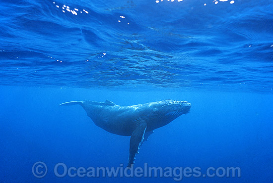 Humpback Whale (Megaptera novaeangliae) - calf underwater. Found throughout the world's oceans in both tropical and polar areas, depending on the season. Classified as Vulnerable on the 2000 IUCN Red List. Photo - Gary Bell Humpback Whale (Megaptera novaeangliae) - calf underwater. Found throughout the world's oceans in both tropical and polar areas, depending on the season. Classified as Vulnerable on the 2000 IUCN Red List. Photo - Gary Bell