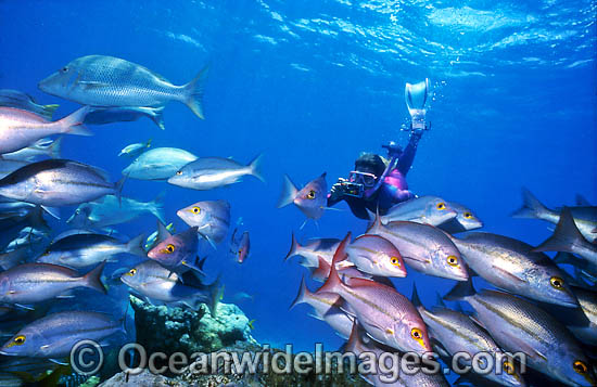 Snorkeler photographing Snapper photo