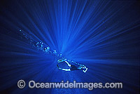 Diver snorkeling in sunrays Photo - Gary Bell