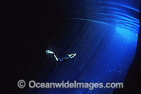 Snorkeling Cave Tonga Photo - Gary Bell
