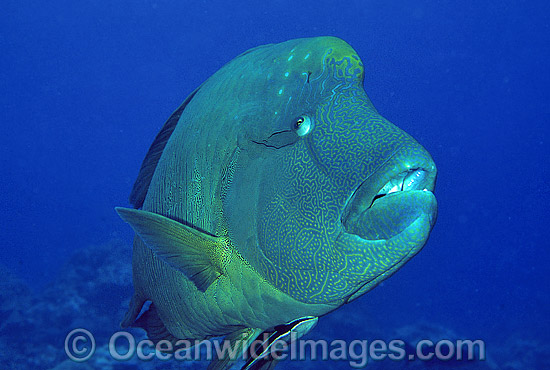 Napolean Wrasse (Cheilinus undulatus) with Remora Suckerfish (Remora remora) attached. Also known as Humphead Maori Wrasse, Giant Wrasse, Double-headed Maori Wrasse. Great Barrier Reef, Queensland, Australia. Classified Endangered IUCN Red List. Photo - Gary Bell