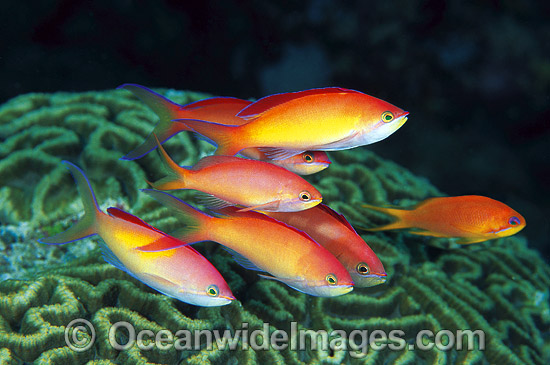 Redfin Anthias and Coral photo Redfin Anthias and Coral photo