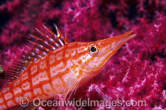 Long-nose Hawkfish (Oxycirrhites typus) on Gorgonian Fan Coral. Indo-Pacific Photo - Gary Bell Long-nose Hawkfish (Oxycirrhites typus) on Gorgonian Fan Coral. Indo-Pacific Photo - Gary Bell