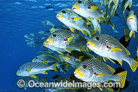 Schooling Diagonal-banded Sweetlips Photo - Gary Bell