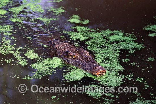 Estuarine Crocodile (Crocodylus porosus) in attack mode. Also known as Saltwater Crocodile. North Queensland, Australia Photo - Gary Bell