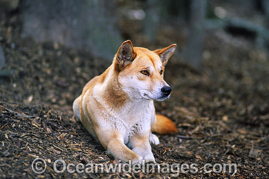 Dingo Canus dingo photo