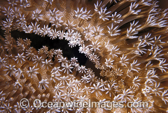 Mushroom Leather Coral photo Mushroom Leather Coral photo