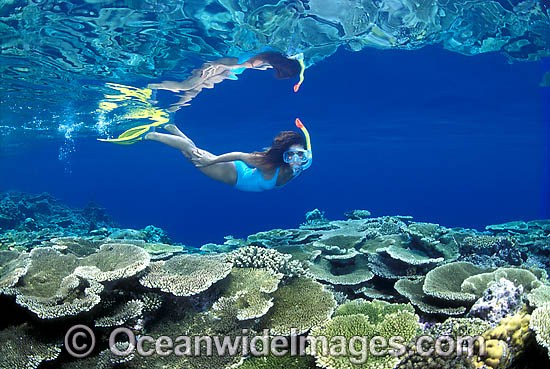 Female Snorkel Diver or Snorkeler exploring Acropora Coral reef. Great Barrier Reef, Queensland, Australia Photo - Gary Bell