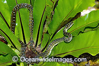 Diamond Python Morelia spilota spilota Photo - Gary Bell