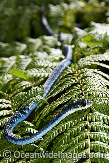 Green Tree Snake Dendrelaphis punctulata photo