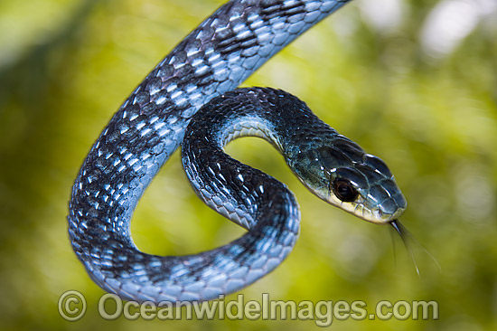 Green Tree Snake Dendrelaphis punctulata photo