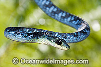 Green Tree Snake Dendrelaphis punctulata Photo - Gary Bell