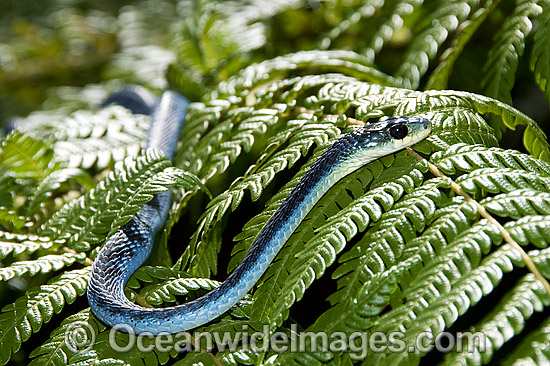 Green Tree Snake Dendrelaphis punctulata photo