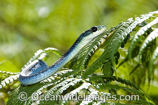 Green Tree Snake Dendrelaphis punctulata photo
