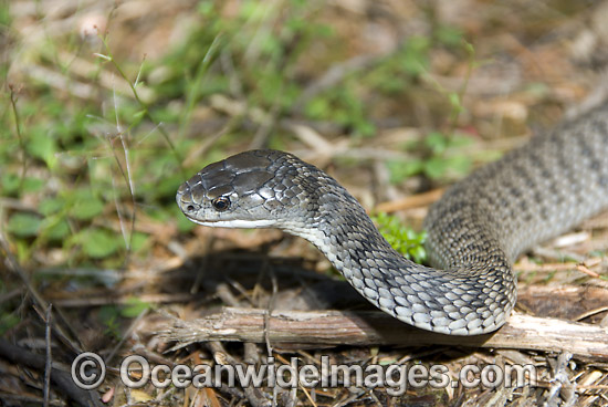 Rough-scaled Snake (Tropidechis carinatus). Also known as Clarence River Snake. Coffs Harbour, New South Wales, Australia. A venomous and dangerous snake. Photo - Gary Bell