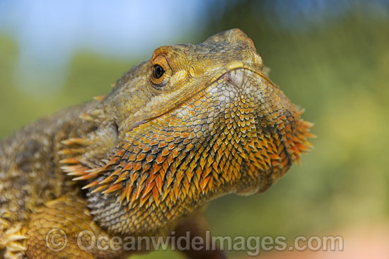 Central Bearded Dragon photo